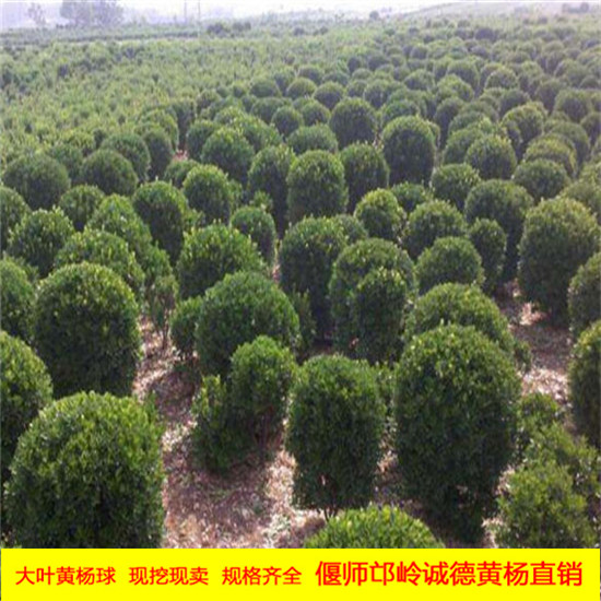 大葉黃楊球圖.jpg