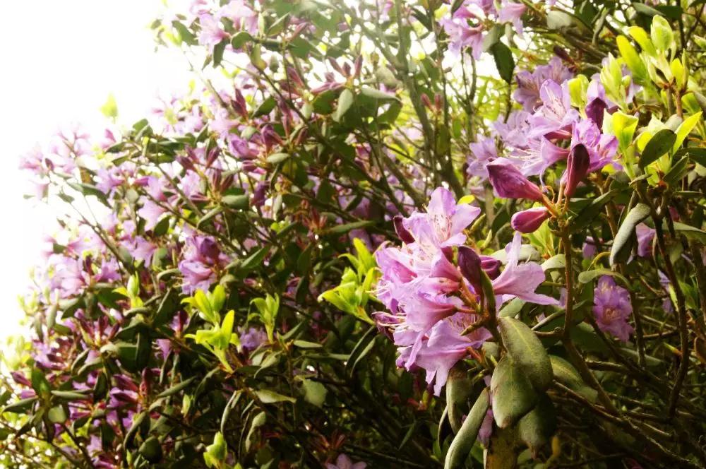 洛陽花會圖